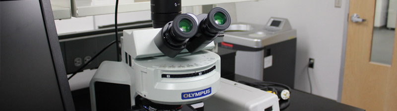 Microscopes Upright and Inverted Bright Field & Fluorescence (Olympus)